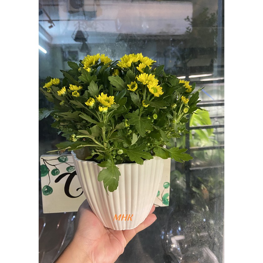 Chậu mai trắng nhựa cứng trồng hoa , xương rồng 15x13 cm !