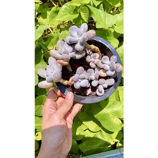 sen đá sỏi Hồng sz 15 cm