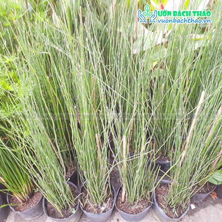 Cây Mộc Tặc, cây thiền trúc, cây cỏ tháp bút