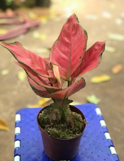 Cây vạn lộc giống mới