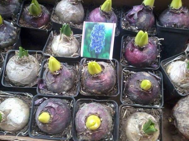 Củ hoa tiên ông hà lan