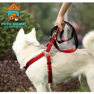 Dây dắt chó - dây dắt cho chó becgie - alaska - husky - pest hanoi