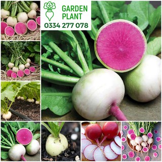 Hạt GIỐNG CỦ CẢI RUỘT ĐỎ - DỄ TRỒNG MỘT THÁNG CHO THU HOẠCH Gói 5 gram