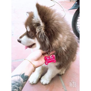 Thẻ tên thú cưng - PET