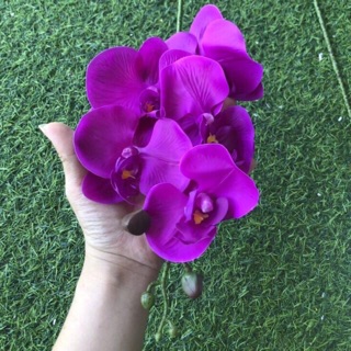 Cành lan hồ điệp 7bông