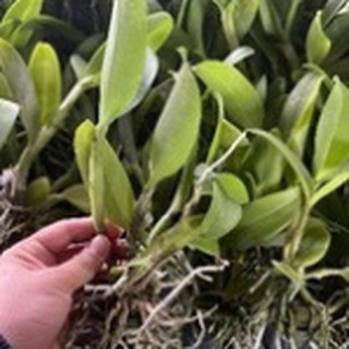 Lan cattleya cây giống ,lan cát