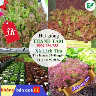 - 200 hạt giống Xà lách tím xoăn