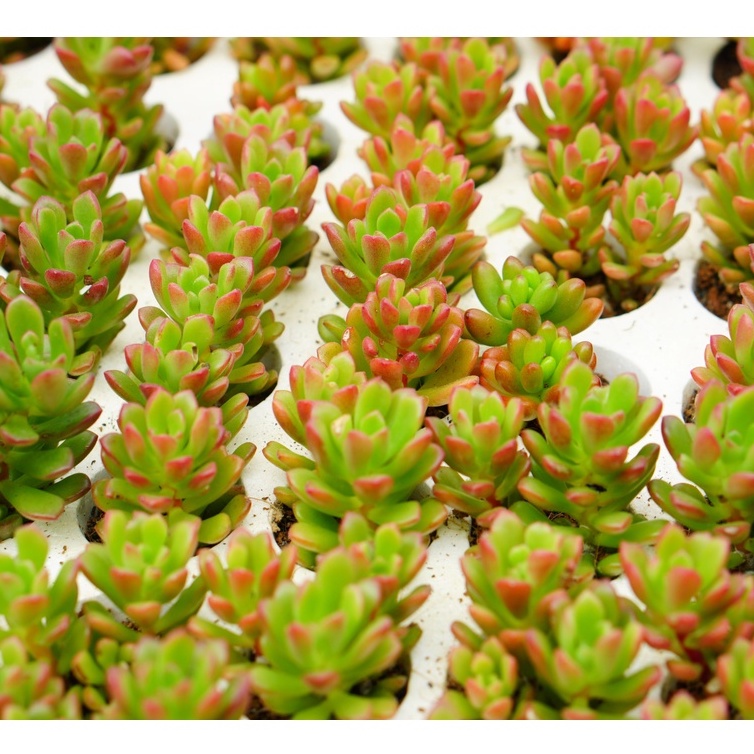 Sen Đá Sedum Kẹo mini  3cm, Khỏe, Dễ trồng, Hàng Đà Lạt, Lỗi 1 đổi 1