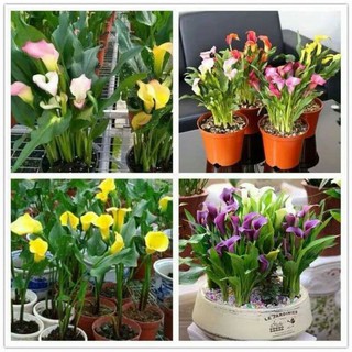 Hạt giống hoa rum (hoa thủy vu) Calalily seeds nhiều màu dễ trồng