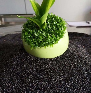 Hạt giống cỏ may mắn (1000 hạt) nảy mầm 100%