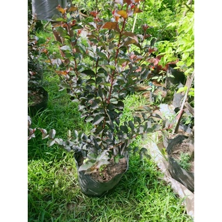 cây tường vi sẵn hoa và nụ