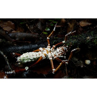 Ức chế côn trùng - CÔN TRÙNG BUG