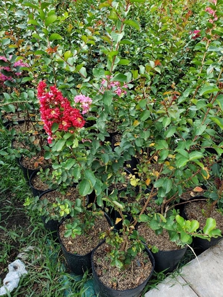 Cây Tường Vi Màu Đỏ