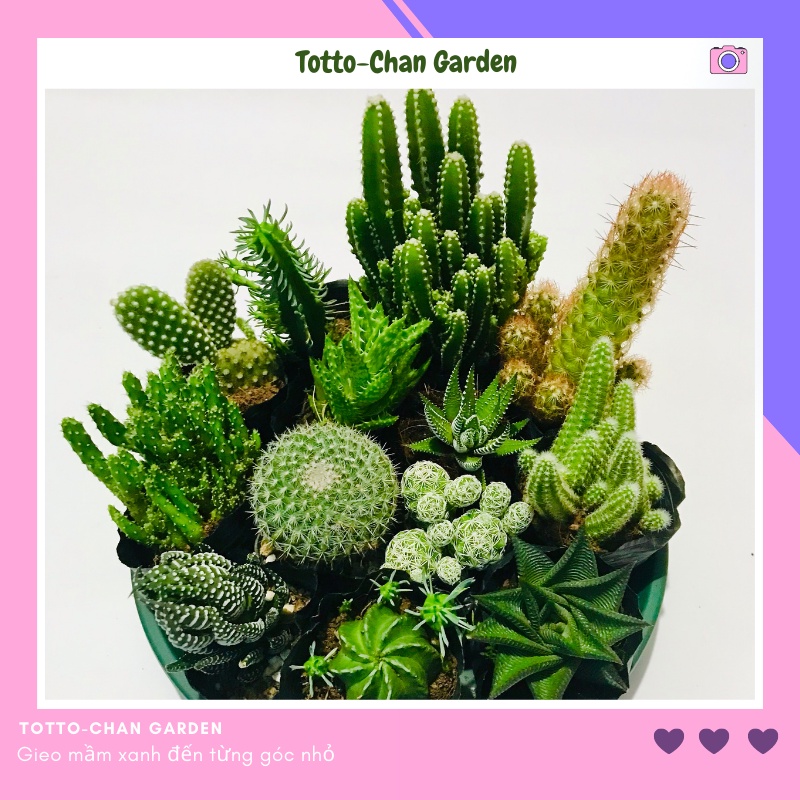 Combo 5 cây xương rồng đẹp chọn ngẫu nhiên đã thuần khí hậu(có hình ảnh cây thực tế )