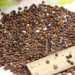 Hạt giống nho cầu vồng