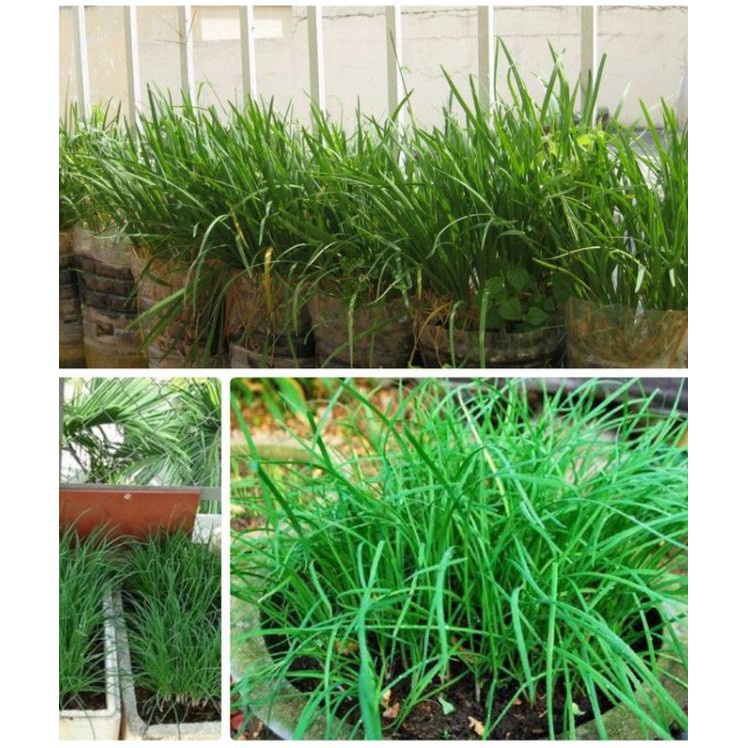 Hạt giống Rau Hẹ Ta Ăn Lá - 50 hạt/gói