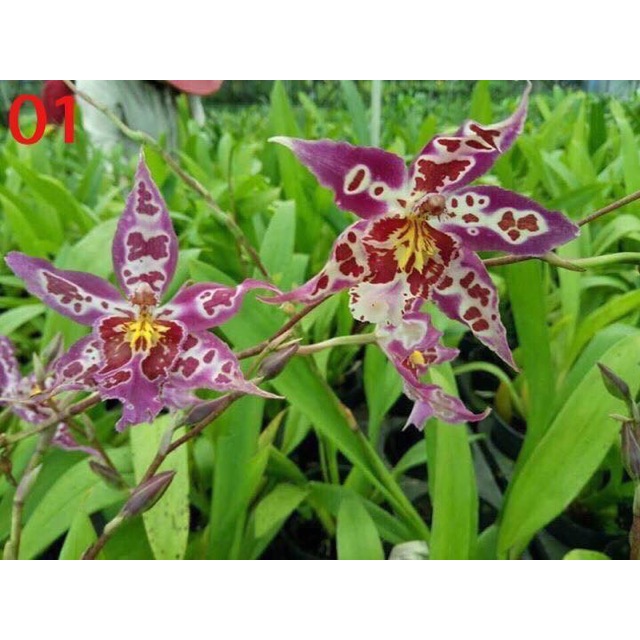 lan Vũ nữ lai giống mới