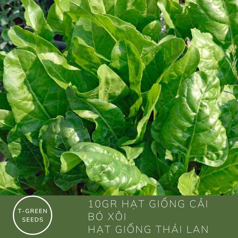 10gr hạt giống cải bó xôi chịu nhiệt siêu dễ trồng