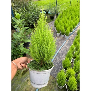 Cây tùng thơm, tùng chanh, tùng hương - Cupressus Macrocarpa