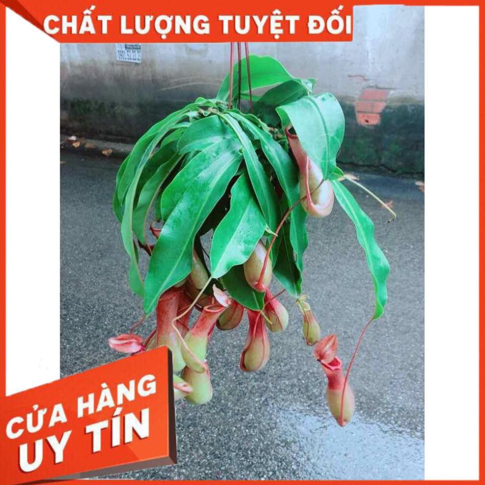 Chậu Nắp Ấm Size Đại Nhiều Người Mua