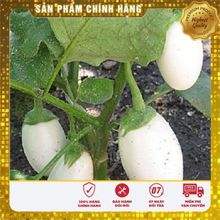 Bộ gói hạt giống Cà pháo (cà bát) (cà trứng) trắng