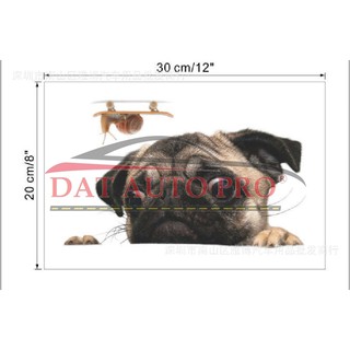 Tem Dán xe oto chó pug siêu dễ thương.