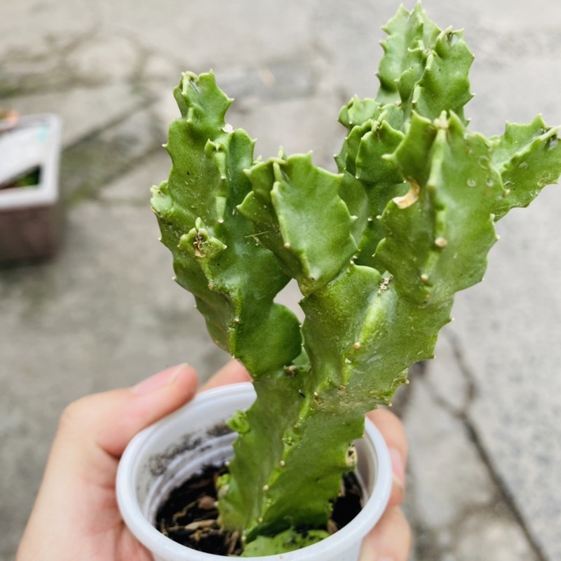 XƯƠNG RỒNG SAO BIỂN VUÔNG CỨNG CÁP