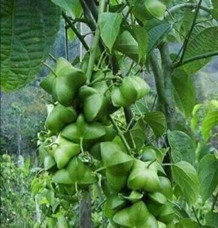 Hạt giống sachi