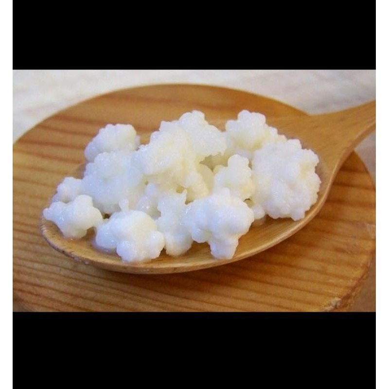 Nấm Kefir (sữa chua kefir)