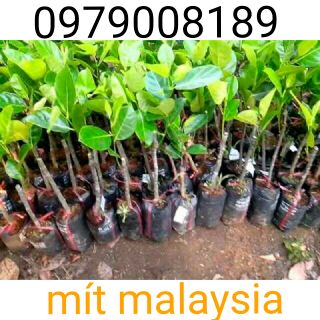 Cây Mít malaysia