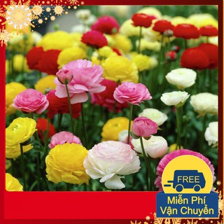 Hạt Giống Hoa Hồng Ribatu