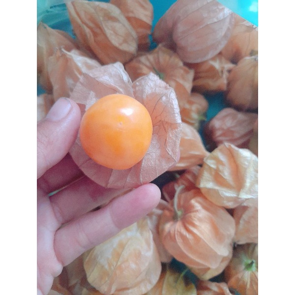 Cây giống Thù lù vàng nam mỹ, cây ươm vỉ