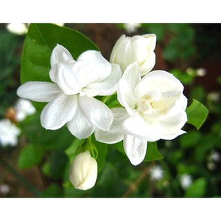 Cây Lài Ta Cánh Kép