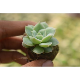 sen đá liên đài trắng mini 2-4cm