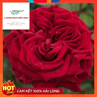 TREE THÂN GỖ  [💖💖𝐌𝐚𝐲𝐫𝐚 𝐫𝐞𝐝 𝐫𝐨𝐬𝐞 💖]-  màu đỏ tươi , lâu tàn bền hoa cực kì,  Form to đỏ rực , cây khỏe, dễ chăm sóc .