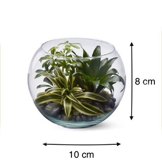 Combo 3 cây bách thủy tiên kèm chậu