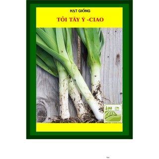 2 Gram - Hạt Giống Tỏi Tây Ý