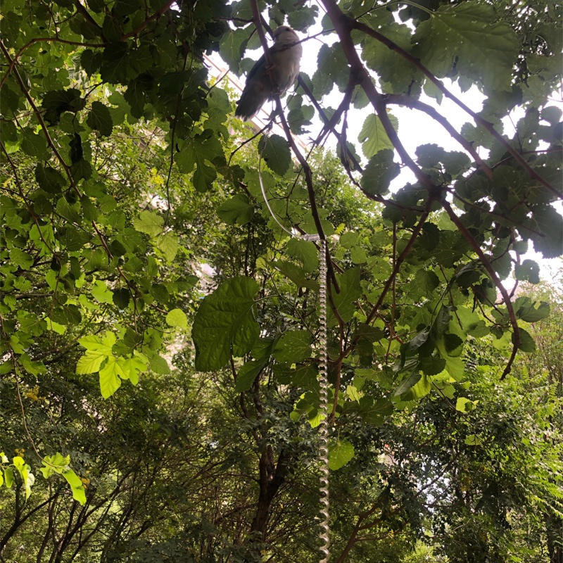 Tặng vòng chân chim, 3M dây tập bay freefly cho chim, vẹt, dây xoắn chống cắn lõi thép tập, dây đeo huấn luyện chim vẹt