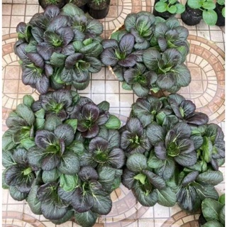 hạt giống cải pak choy tím 100 hạt