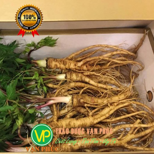 [KHUYẾN MÃI] Sâm đương quy tươi nguyên củ, loại 400 - 500gam