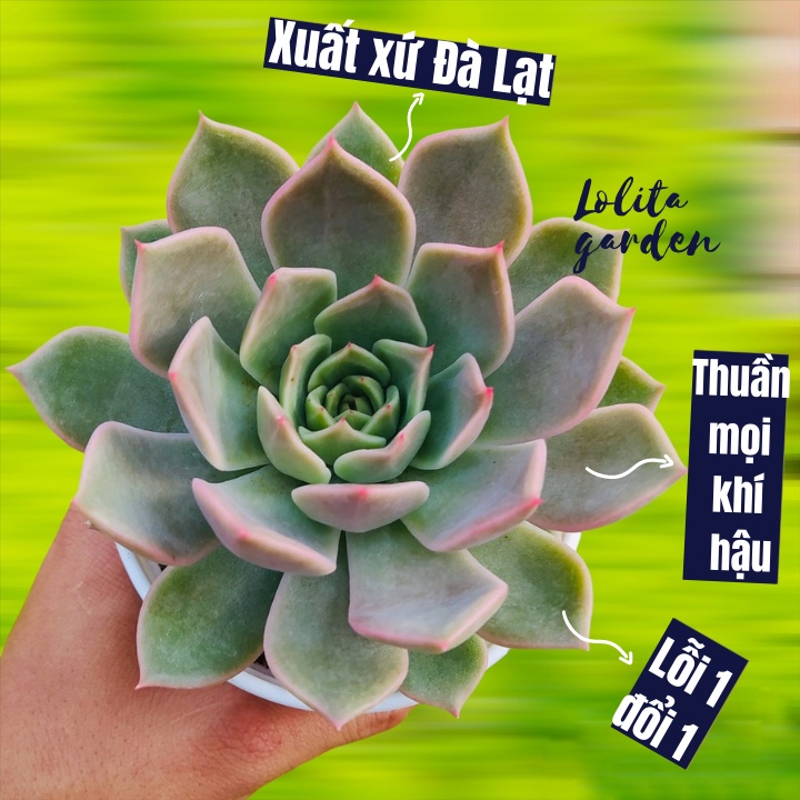 SEN ĐÁ ĐẾ VƯƠNG XÁM SIZE TRUNG BÌNH, HÀNG ĐÀ LẠT, SIÊU XINH SIÊU KHỎE, LỖI 1 ĐỔI 1