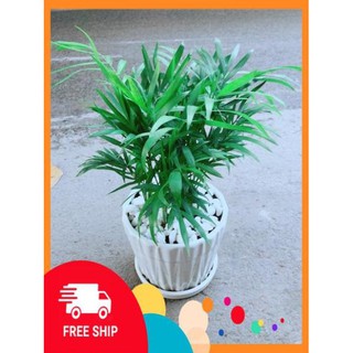 Chậu Cây Cau Tiểu Trâm