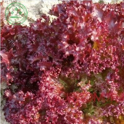 2000h Hạt Giống Rau Xà Lách Đỏ Xoăn Chịu Nhiệt luckyseed hạt siêu rẻ