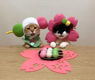 Combo mũ của thu anh