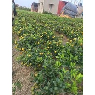 Cây quất  chua cho trái quanh năm