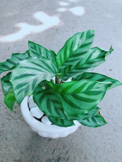 Chậu Đuôi Công Xanh