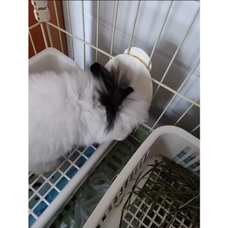 máng thức ăn dành cho thỏ🐰