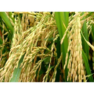 Thuốc trừ bệnh VITROBIN 320Sc
