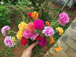 Hoa 10 giờ nhiều màu 100 cành