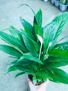CHẬU LAN Ý